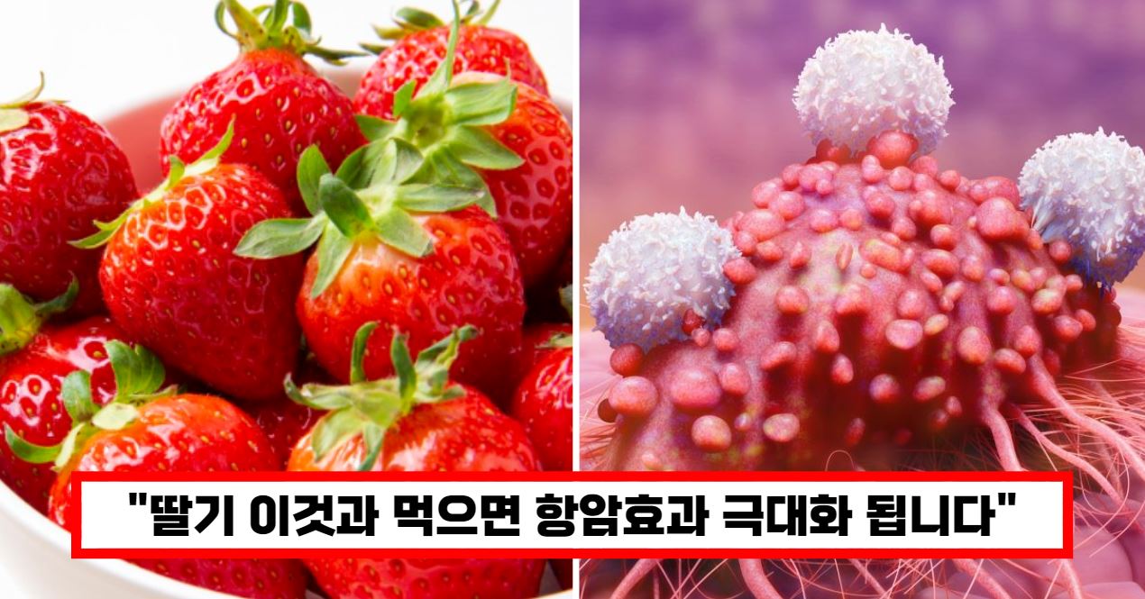 딸기주스 항암효과