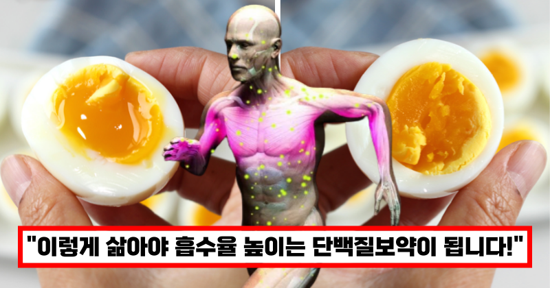 단백질보약이 되는 계란조리법